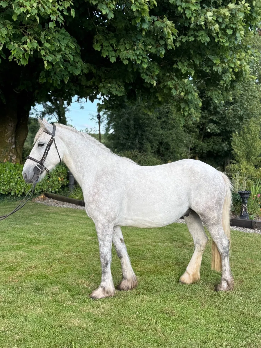 Child’s pony - Image 2