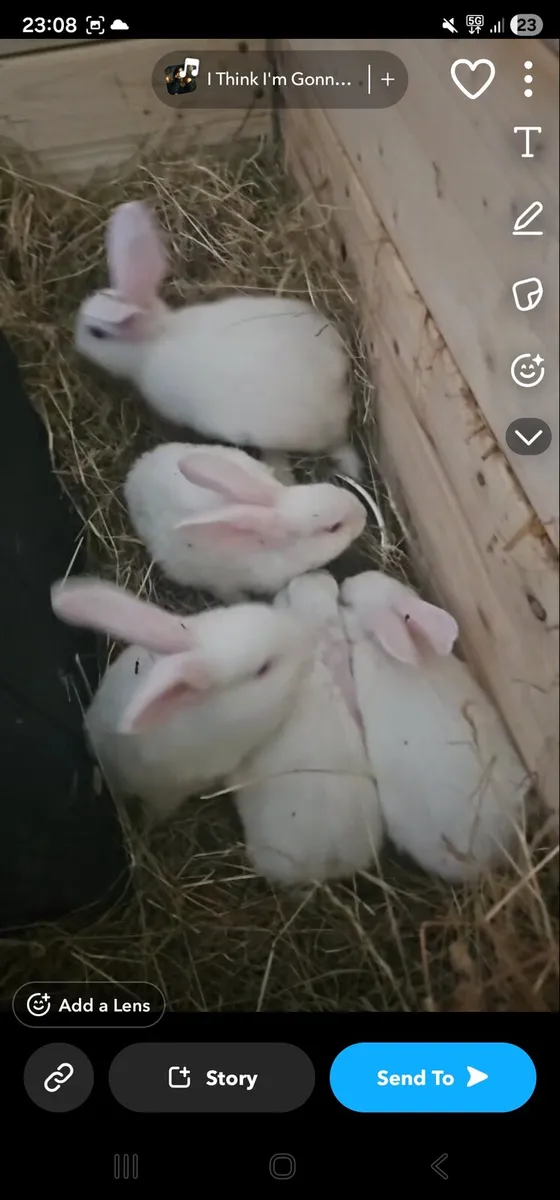 New Zealand rabbits snow white - Image 3