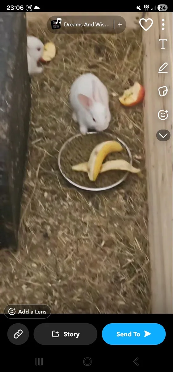 New Zealand rabbits snow white - Image 2