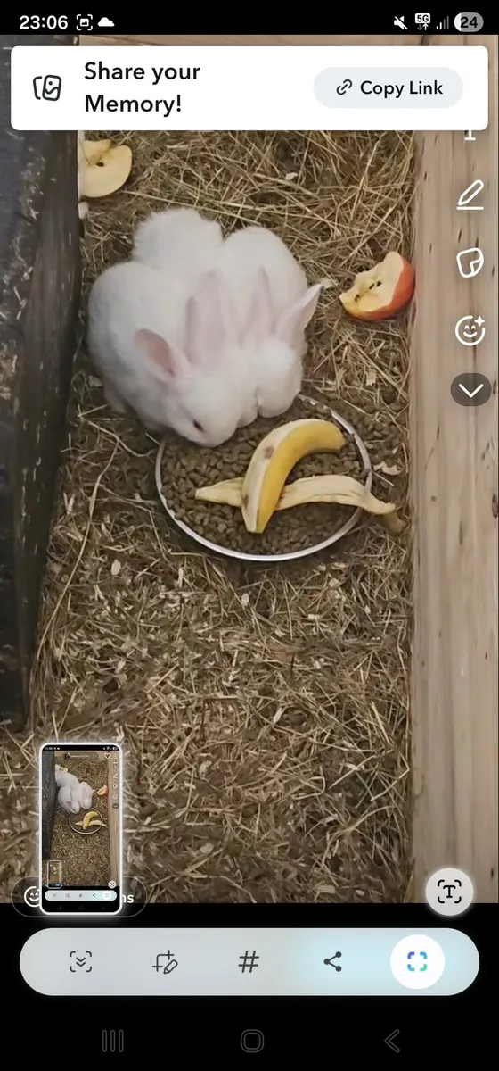 New Zealand rabbits snow white - Image 4