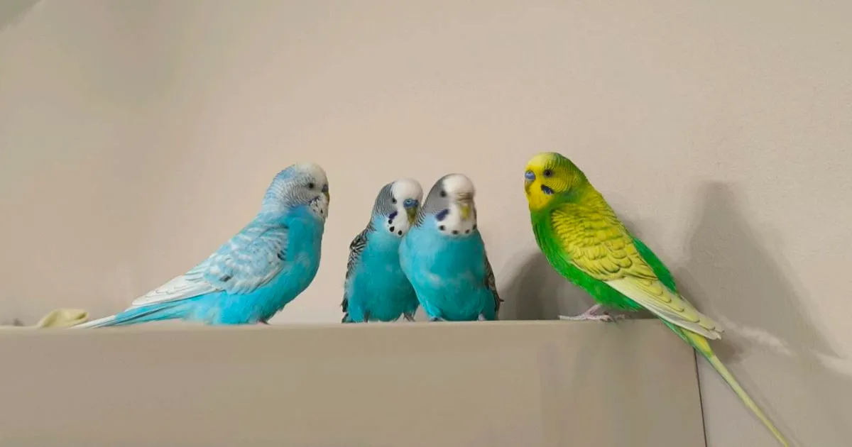 Budgies - Image 1