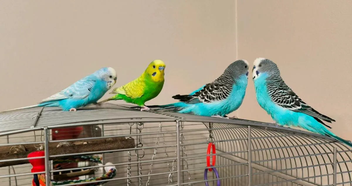 Budgies - Image 2