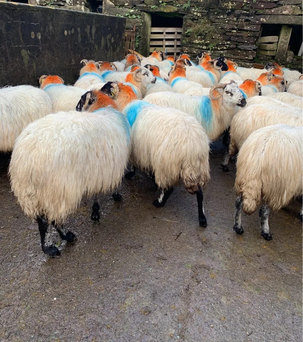 Organic In Lamb Ewes - Image 2