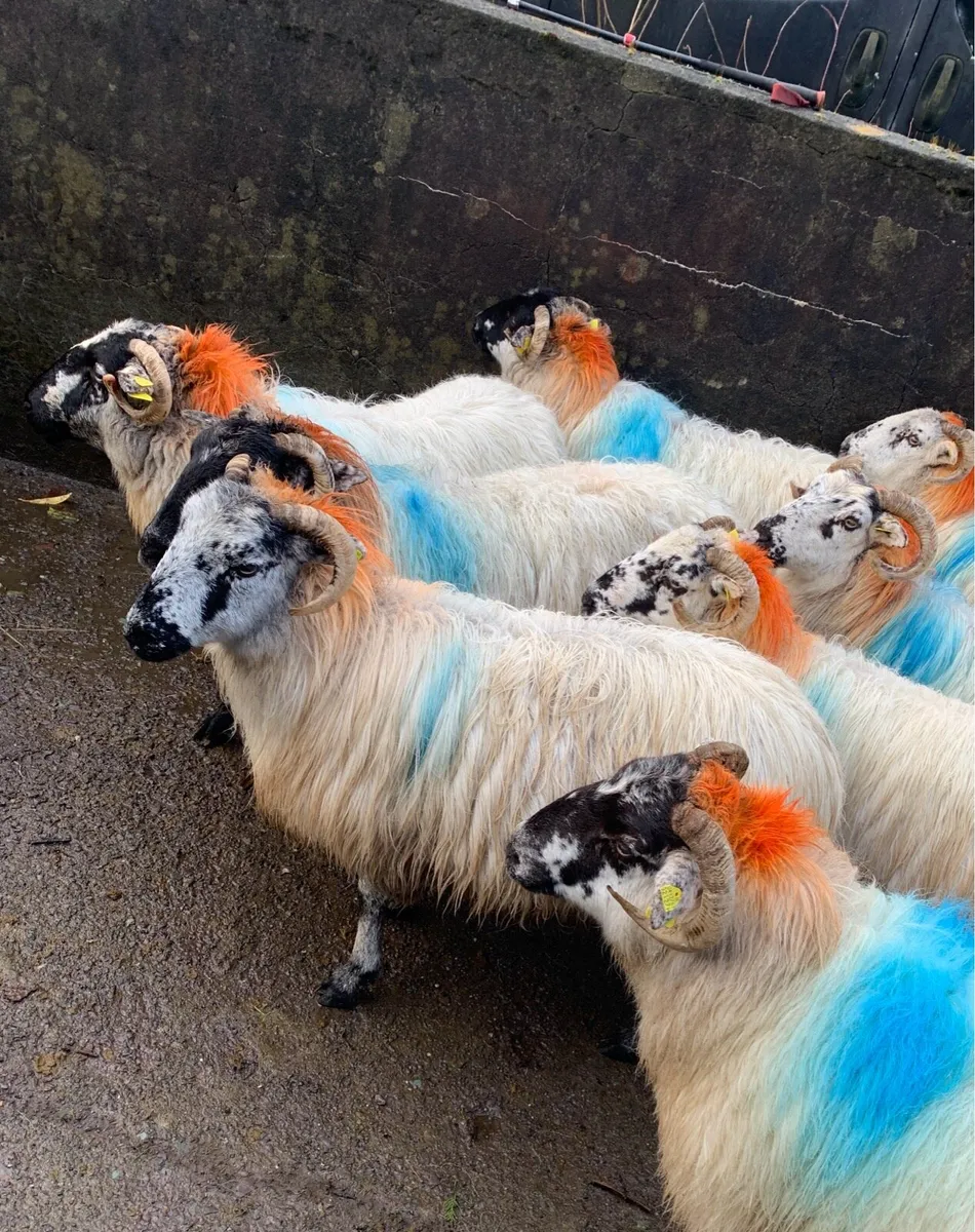 Organic In Lamb Ewes - Image 1