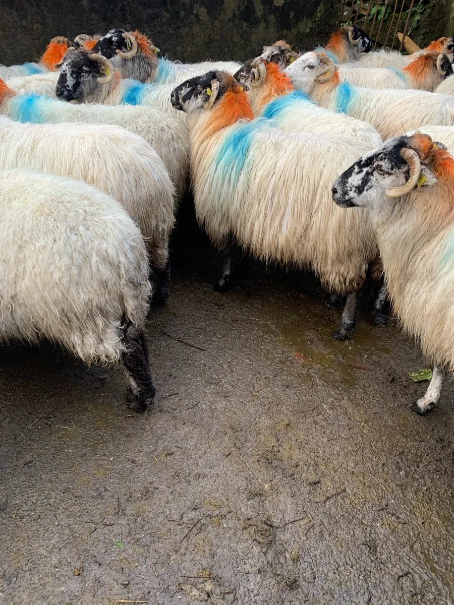 Organic In Lamb Ewes - Image 3