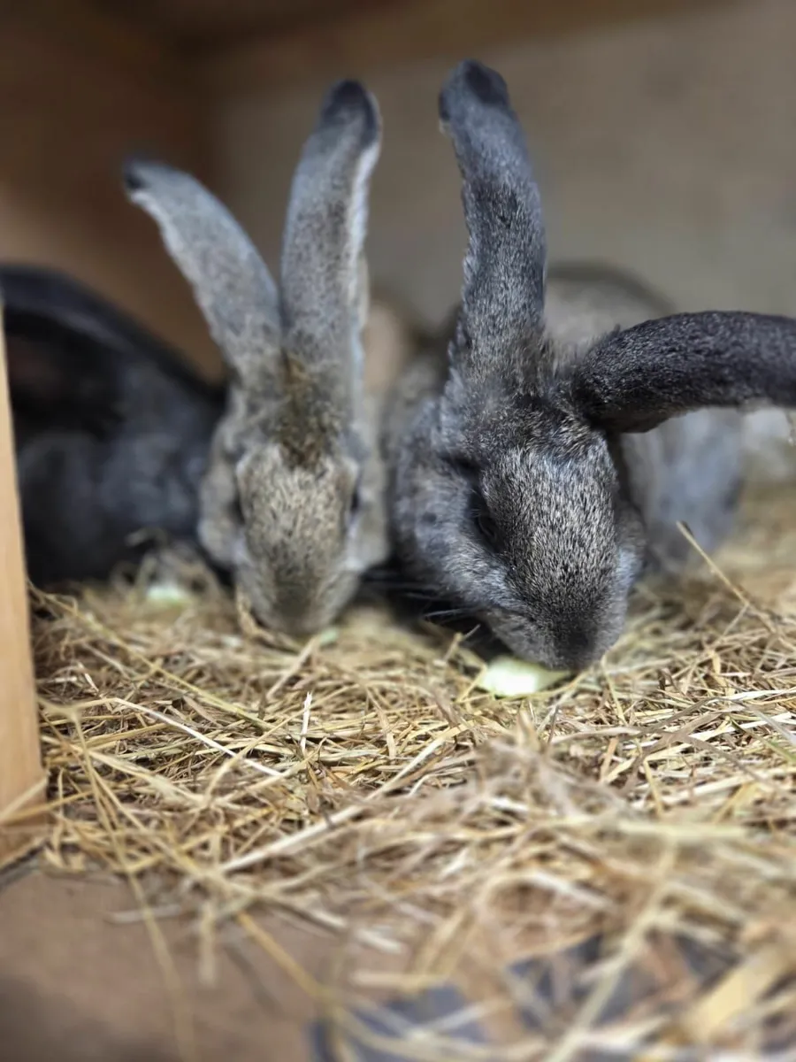 Giant flemish rabbits - Image 2