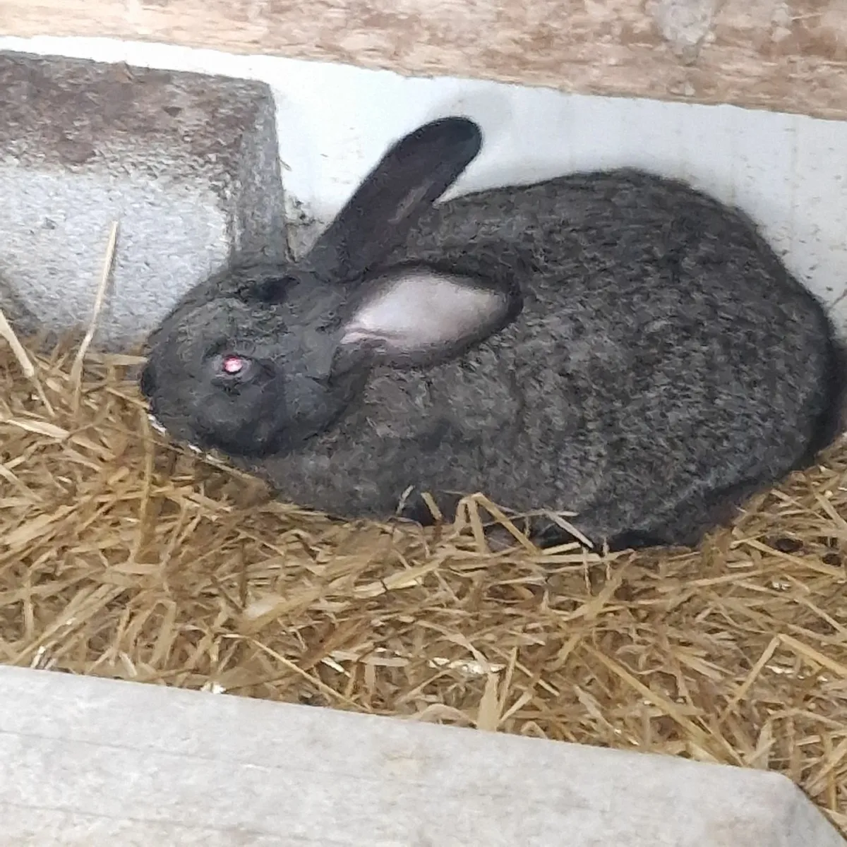 Giant flemish rabbits - Image 3