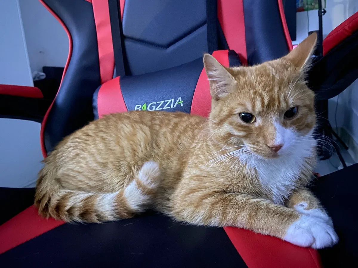 Ginger Cat - Image 1