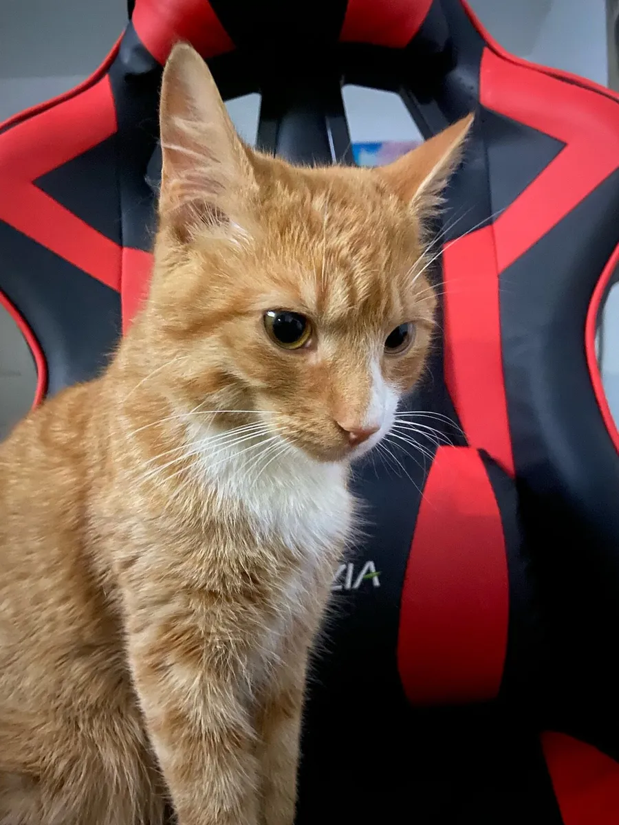 Ginger Cat - Image 2