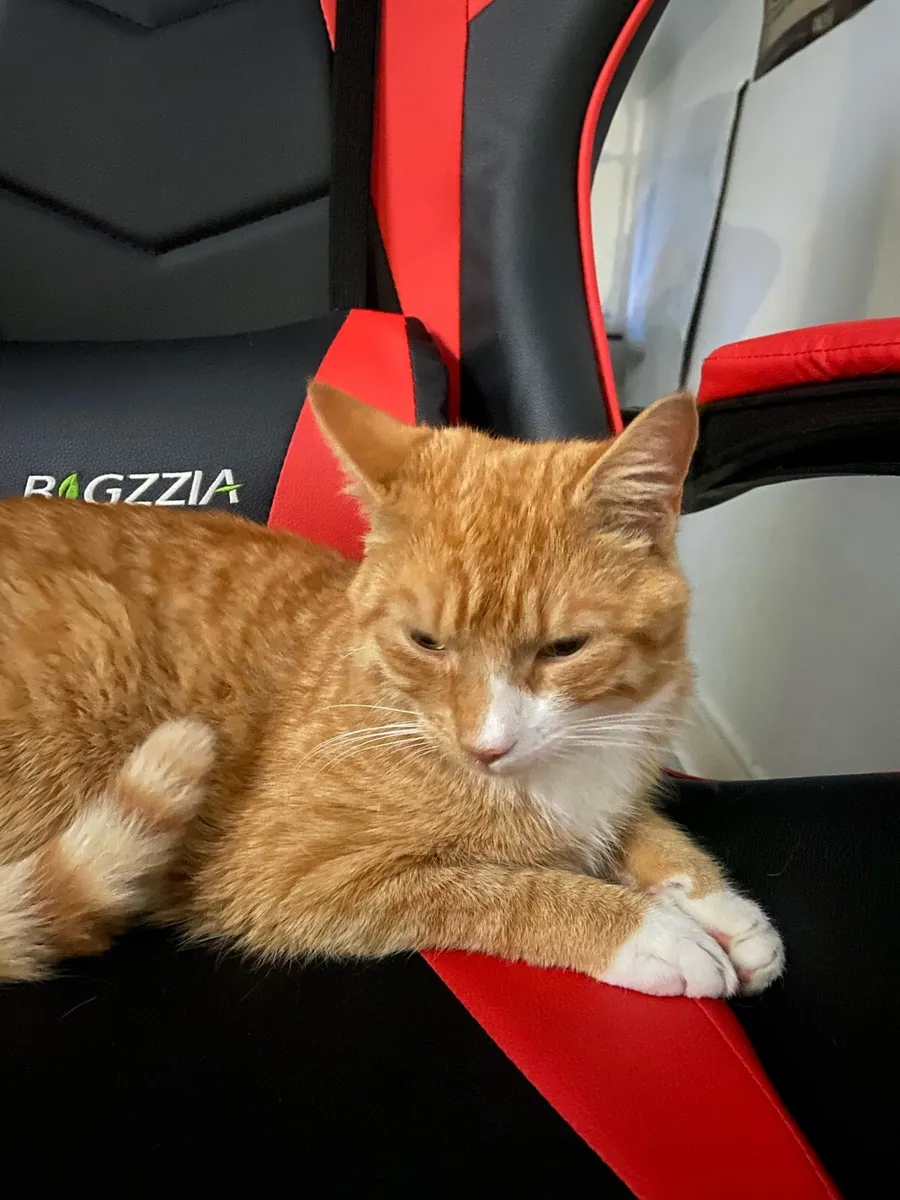 Ginger Cat - Image 3