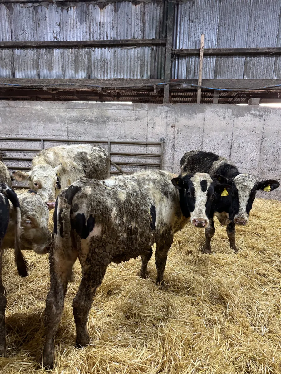 Friesian bulls - Image 4