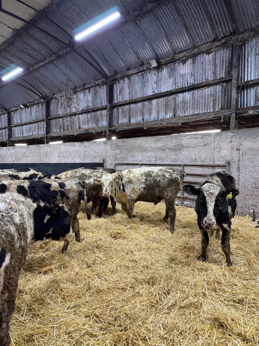 Friesian bulls - Image 1