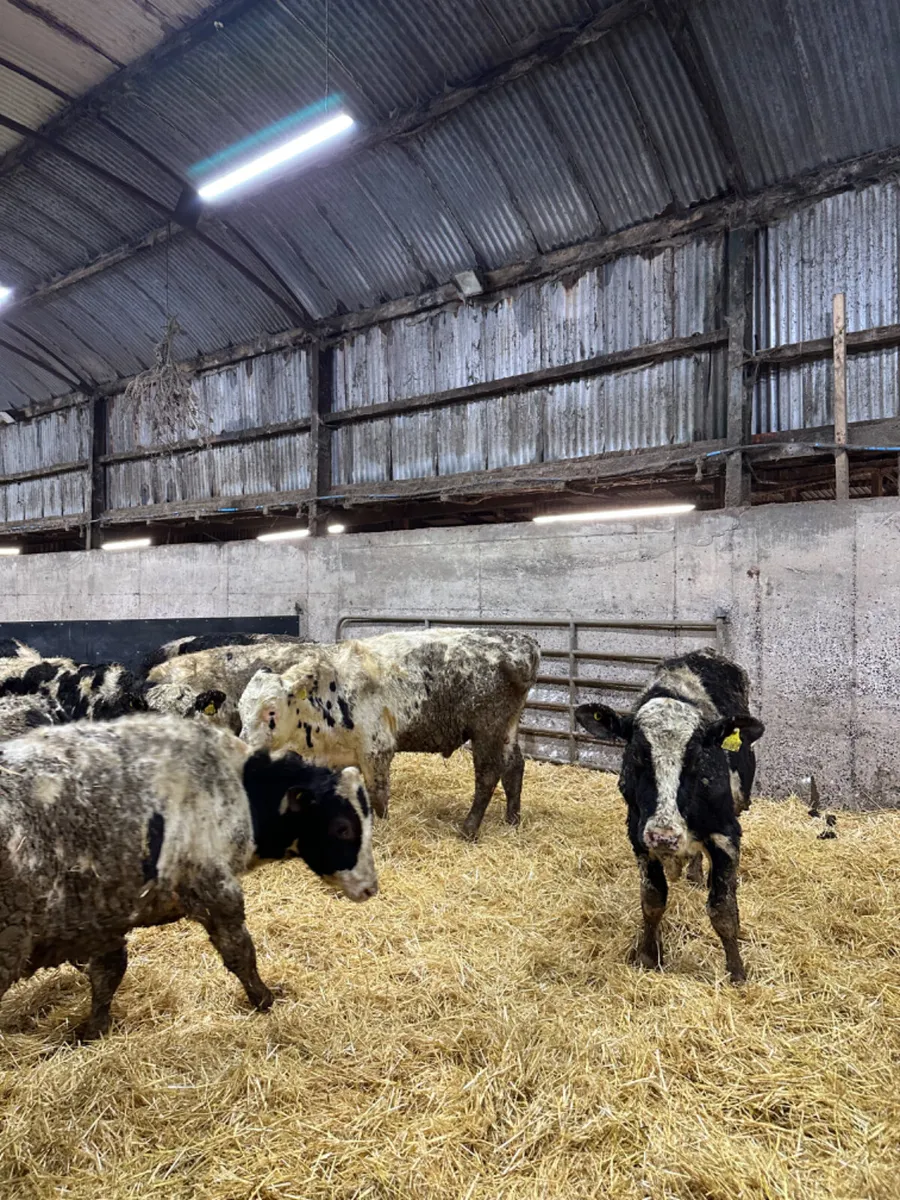 Friesian bulls - Image 2