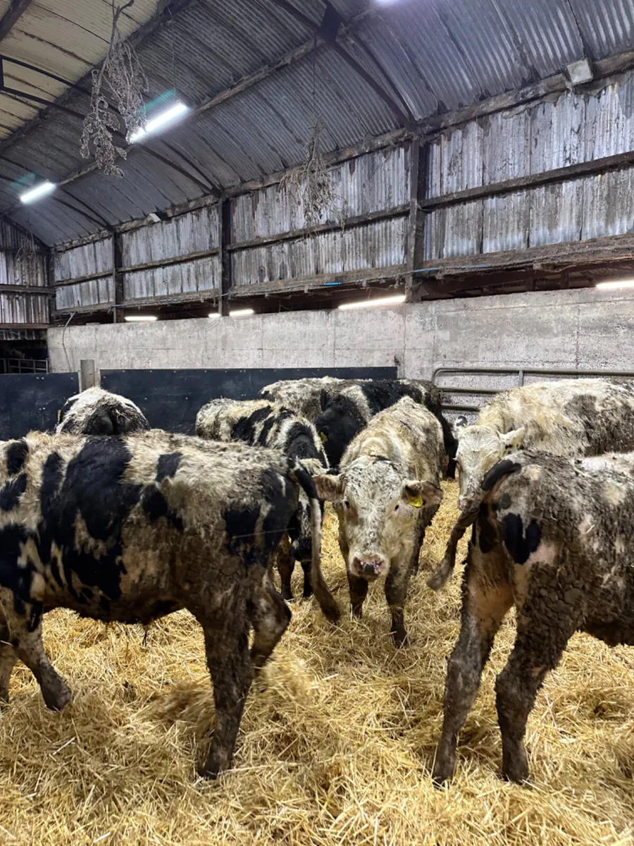 Friesian bulls - Image 3