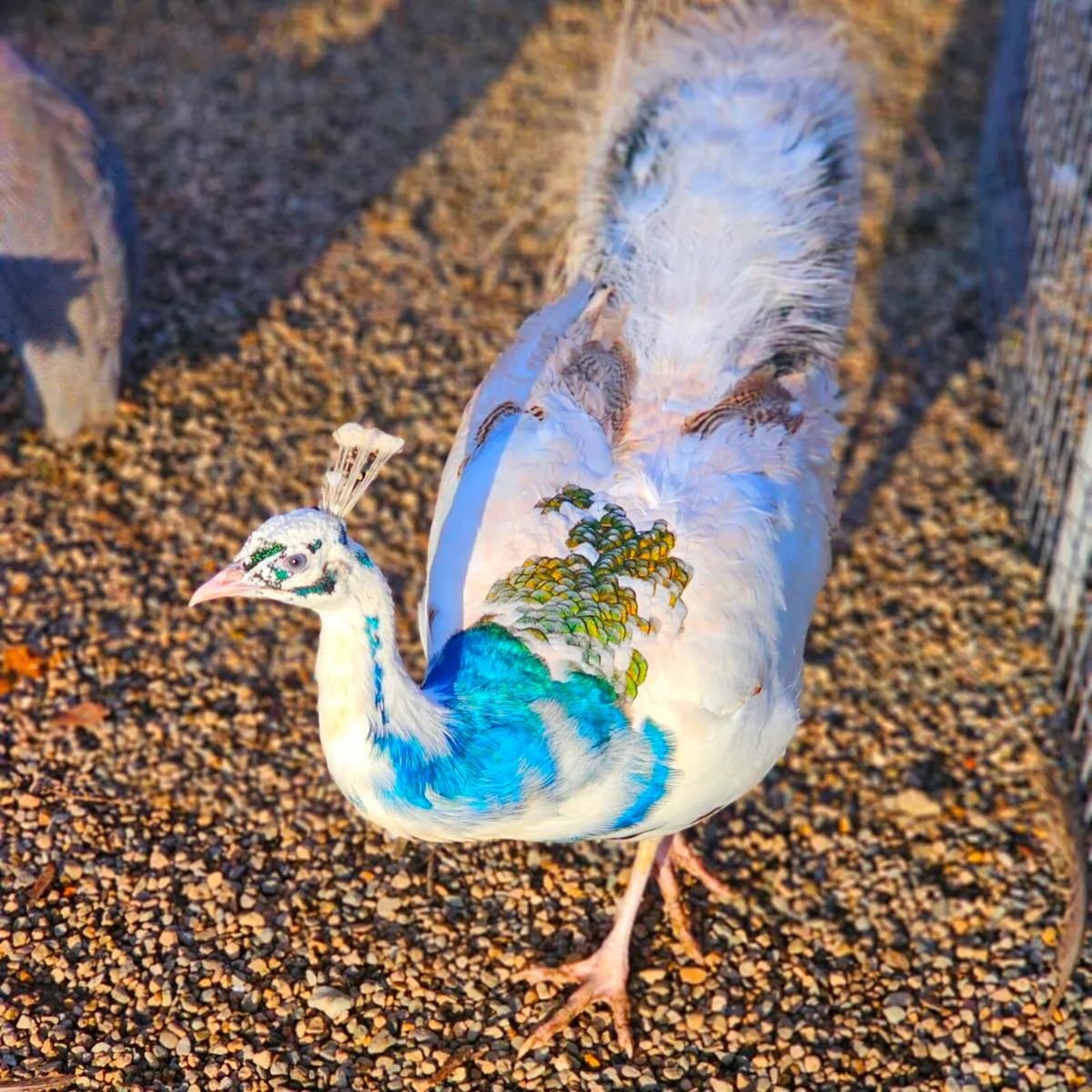 BUY/PREORDER EGGS..MANY BREEDS. POSTAGE AVAILABLE - Image 4