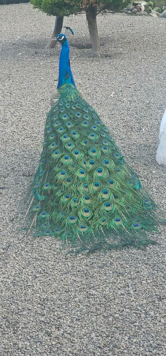 BUY/PREORDER EGGS..MANY BREEDS. POSTAGE AVAILABLE - Image 3