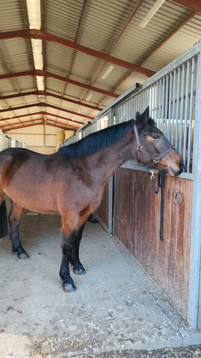 💙Beautiful Connie x ISH Gelding💙 - Image 1