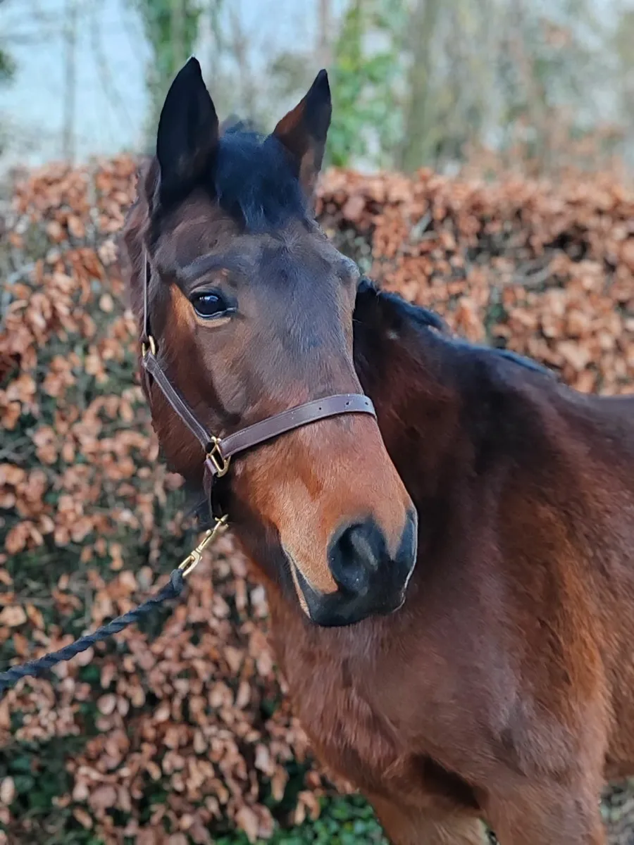 💙Beautiful Connie x ISH Gelding💙 - Image 2