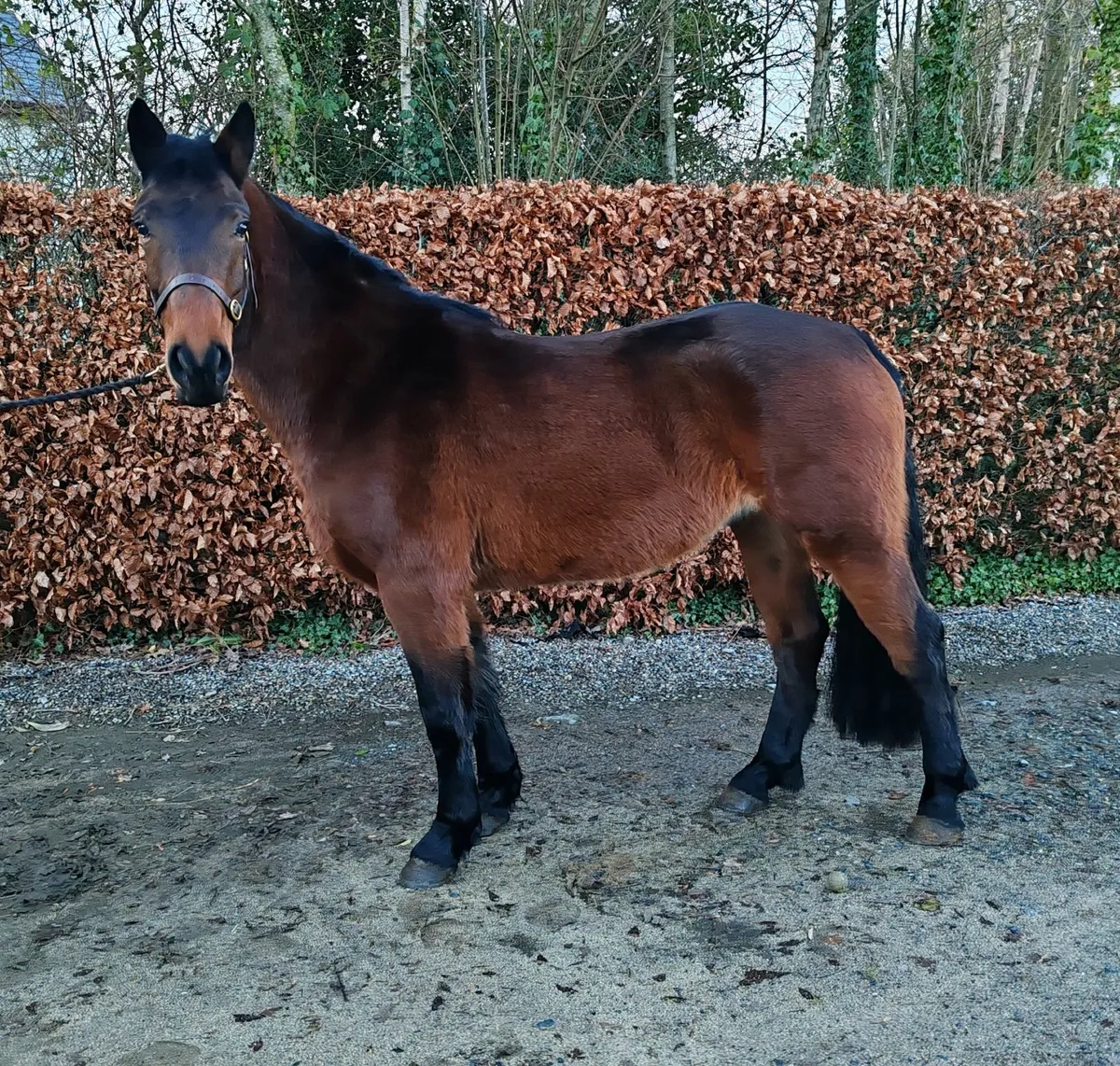 💙Beautiful Connie x ISH Gelding💙 - Image 3