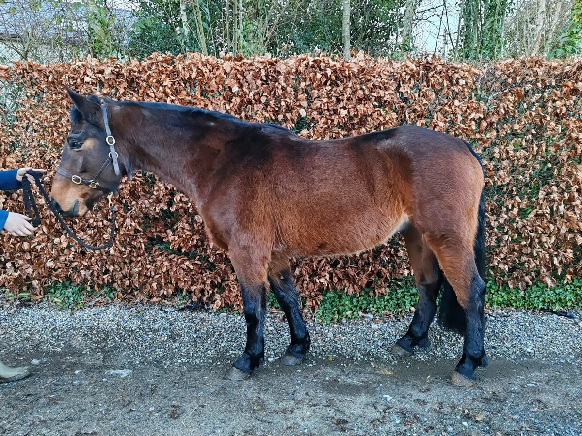 💙Beautiful Connie x ISH Gelding💙 - Image 4