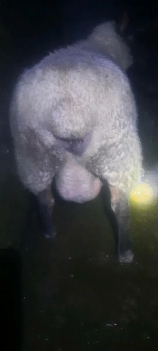 Foster ewe - Image 2