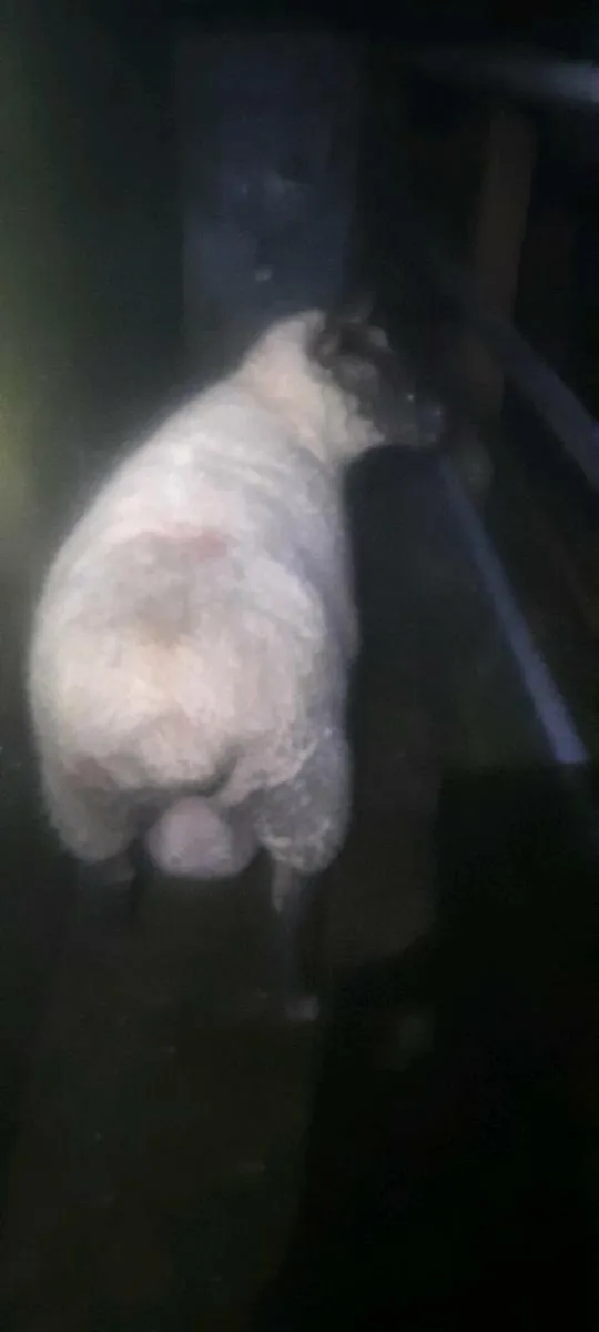 Foster ewe - Image 3