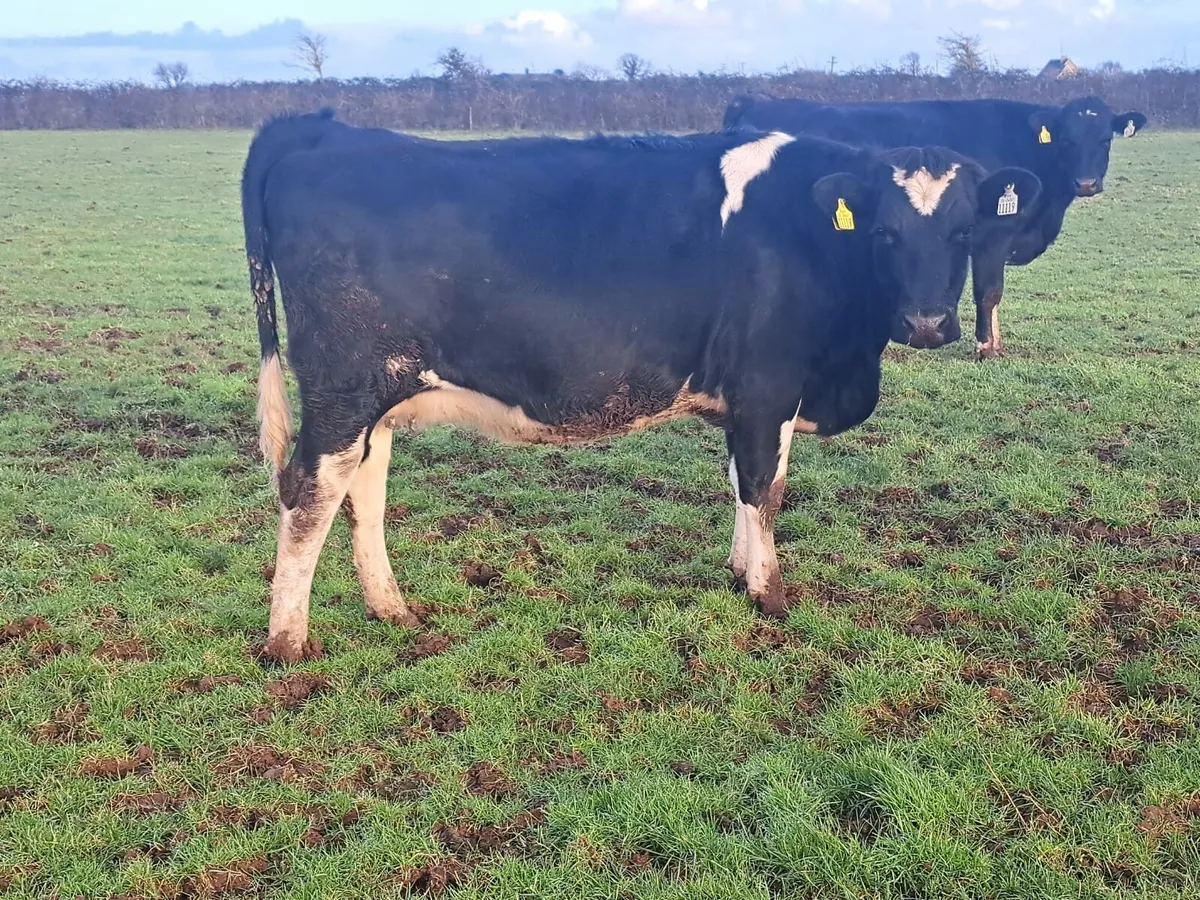 Dairy sale Cork Marts Corrin 60 head Friday 23rd - Image 2