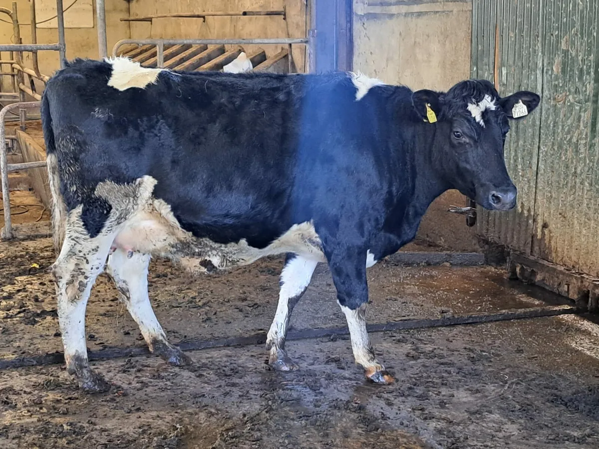 Dairy sale Cork Marts Corrin 60 head Friday 23rd - Image 4