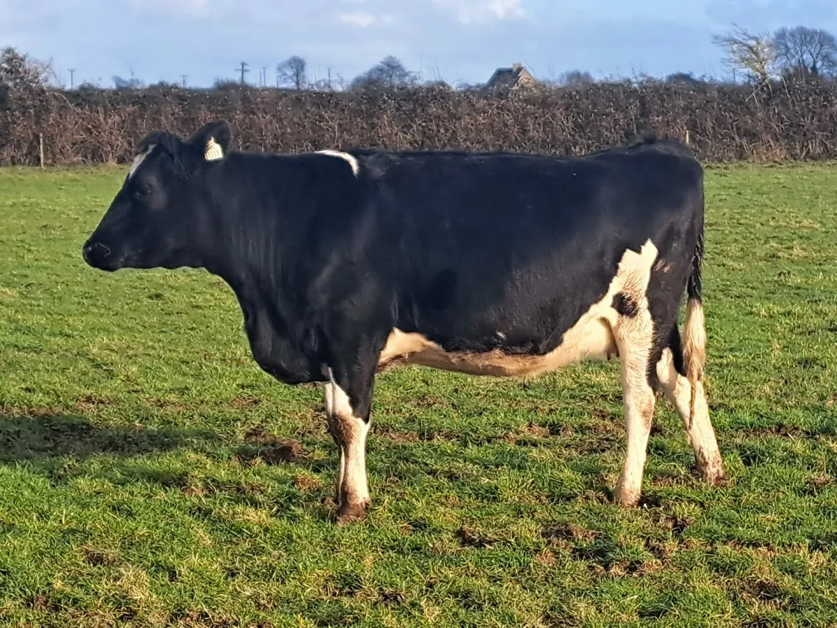 Dairy sale Cork Marts Corrin 60 head Friday 23rd - Image 1