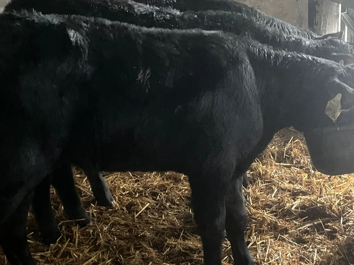 AA Heifer calves - Image 2