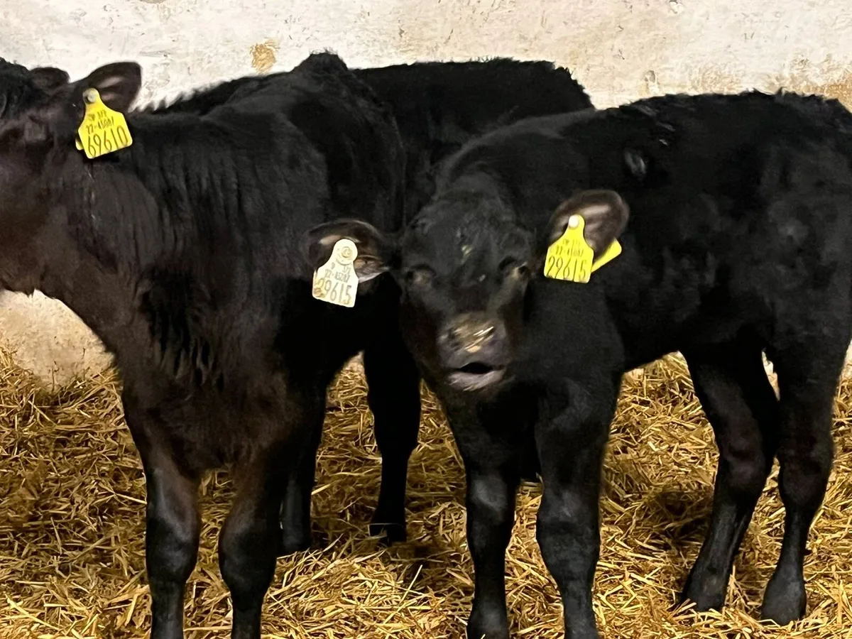 AA Heifer calves - Image 3