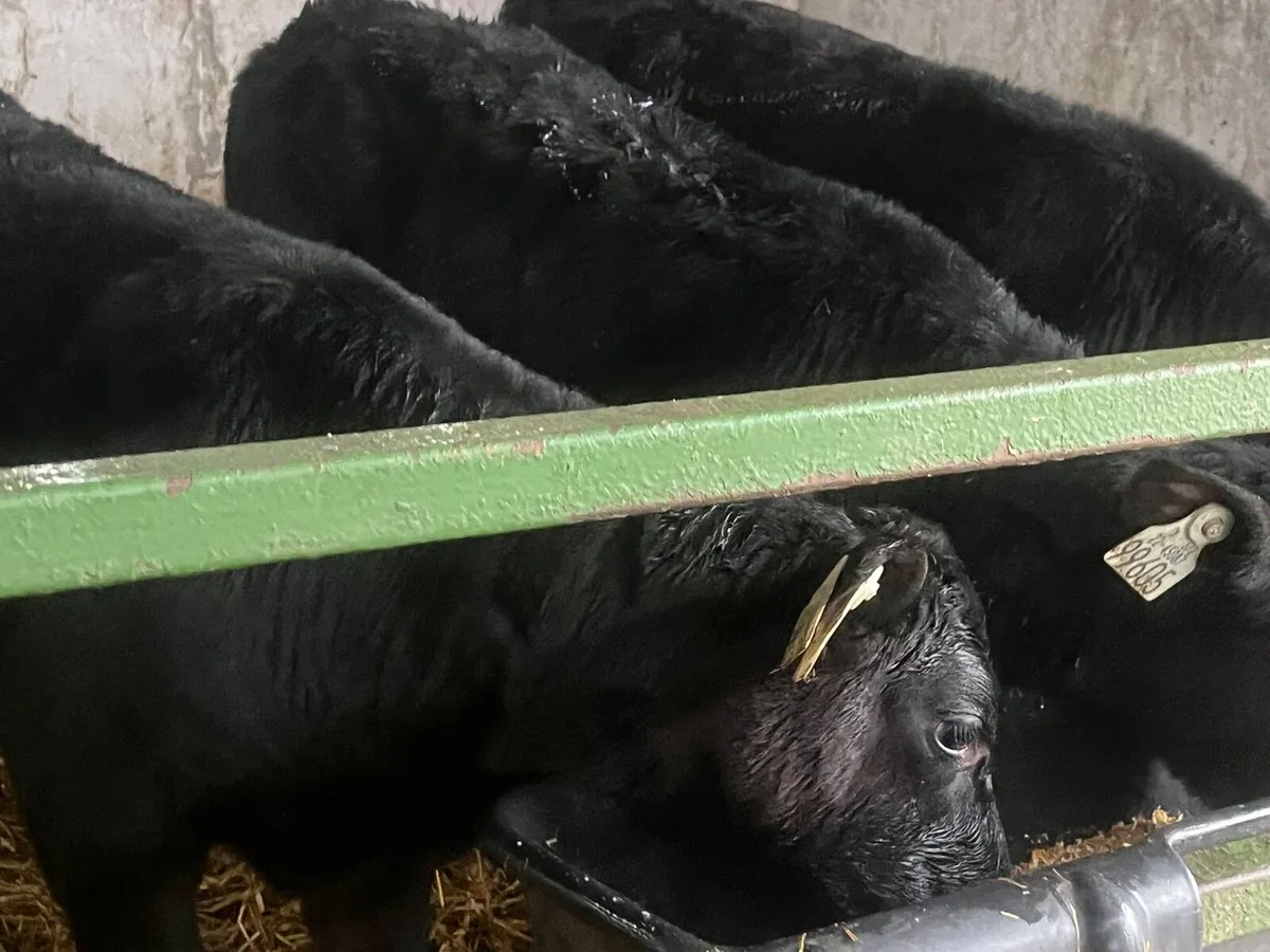 AA Heifer calves - Image 4