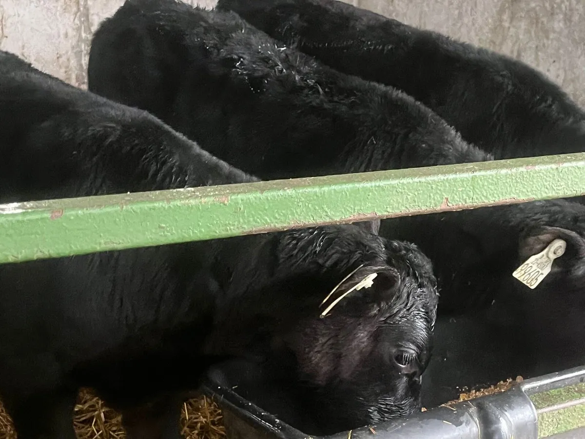 AA Heifer calves - Image 1