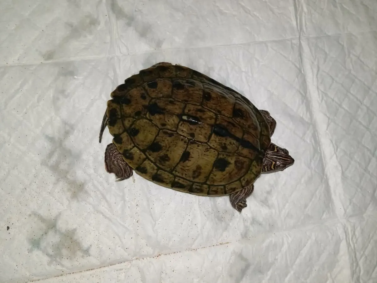 Fish tand with stand & turtle - Image 2