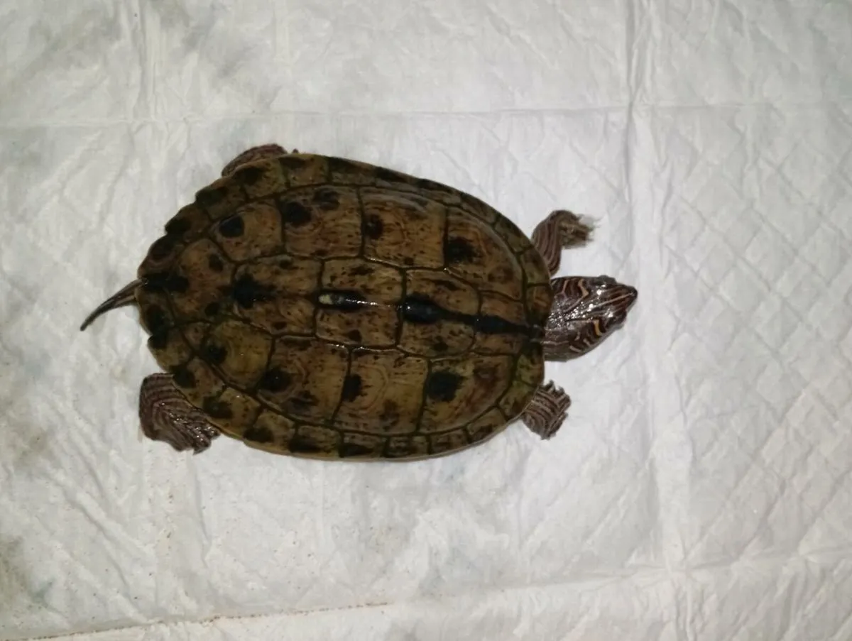 Fish tand with stand & turtle - Image 3