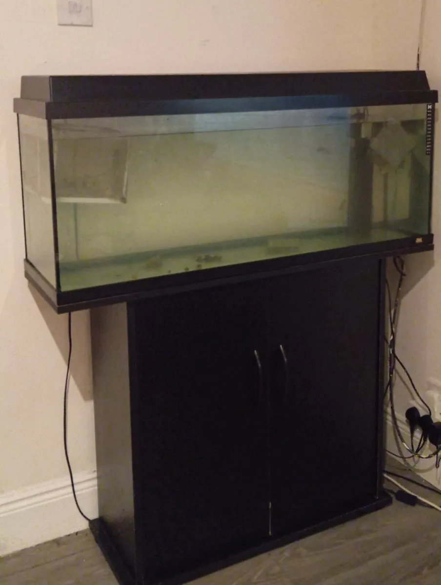 Fish tand with stand & turtle - Image 1