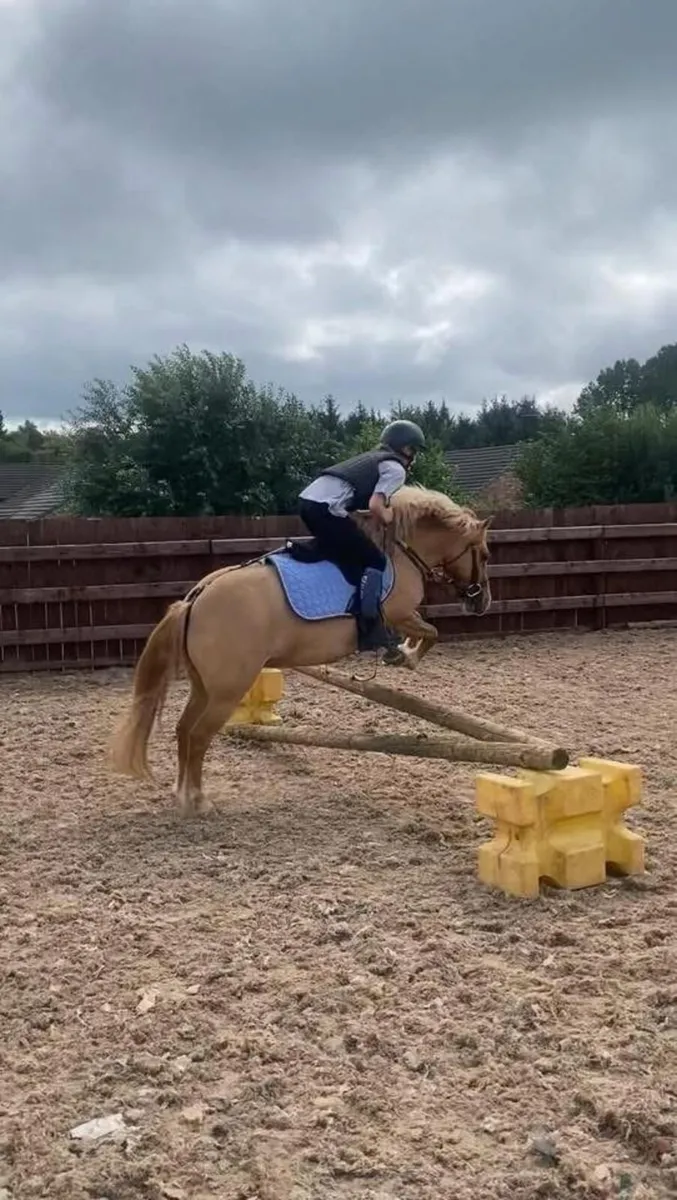 11.3hh 6 year old Palomino Mare - Image 2