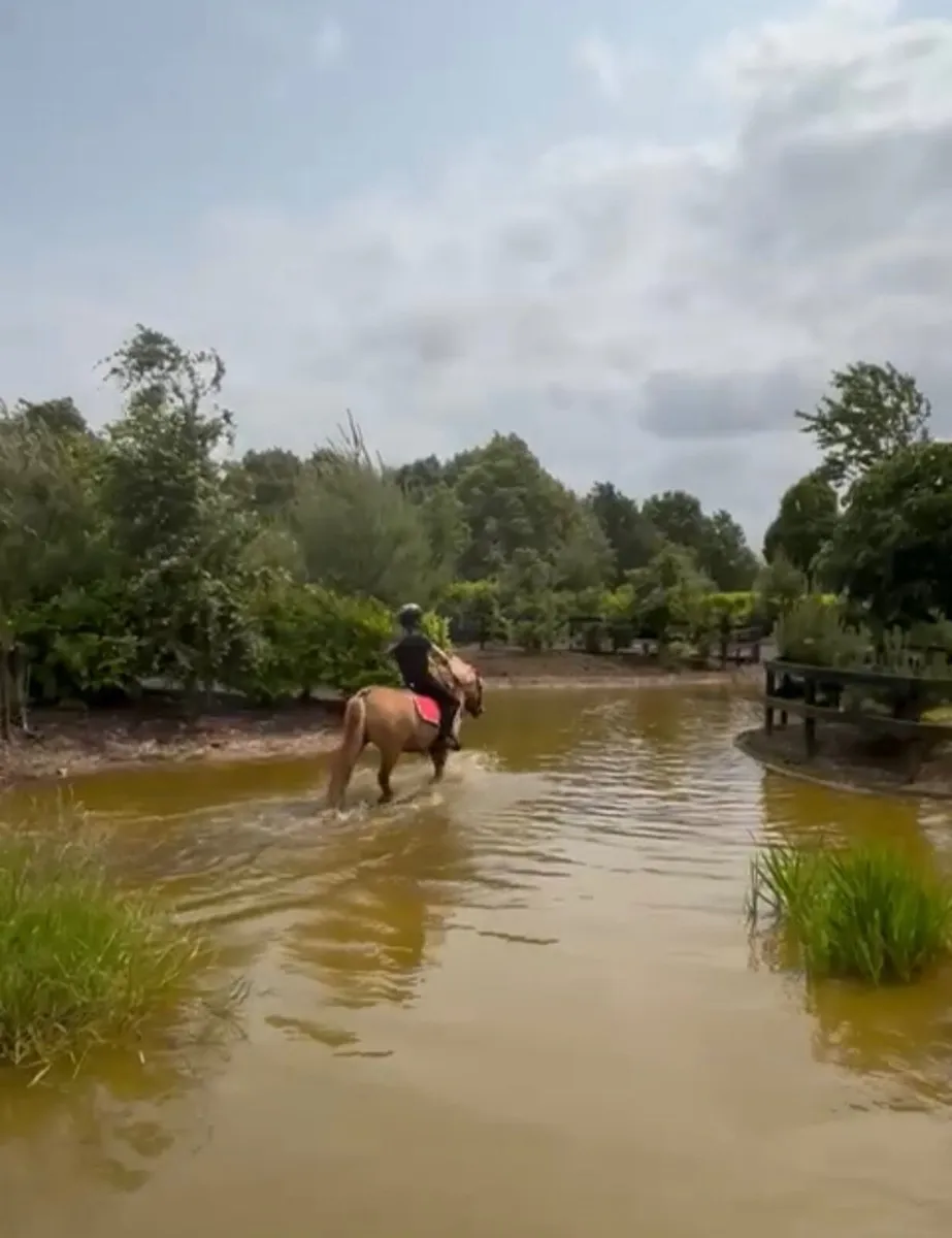 11.3hh 6 year old Palomino Mare - Image 3