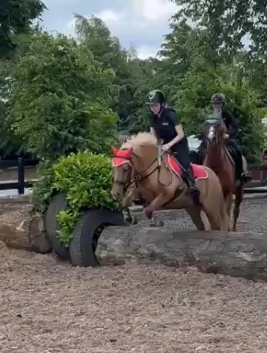 11.3hh 6 year old Palomino Mare - Image 4