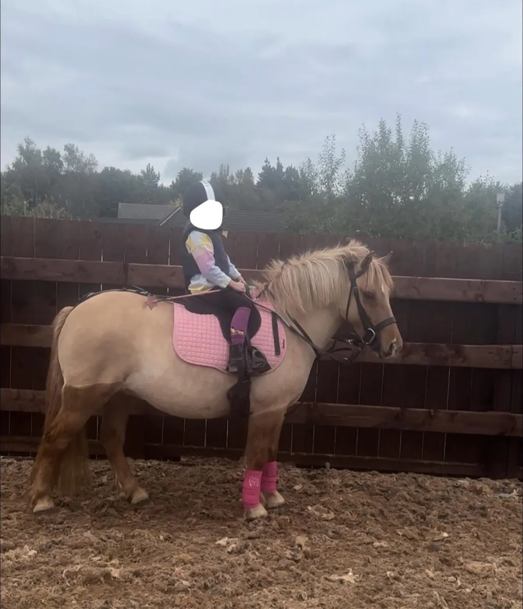 11.3hh 6 year old Palomino Mare - Image 1