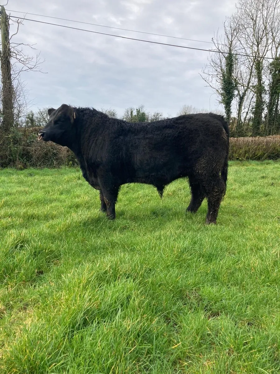 Purebred Aberdeen Angus Bull