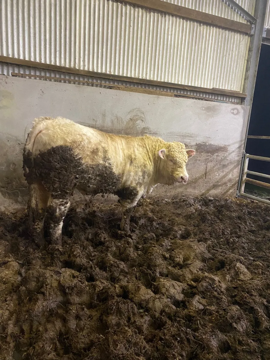 Pedigree Charolais bull - Image 3