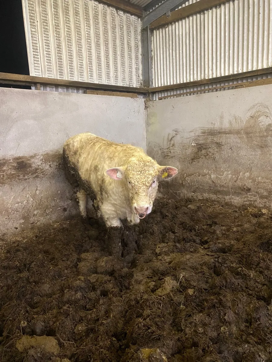 Pedigree Charolais bull - Image 4