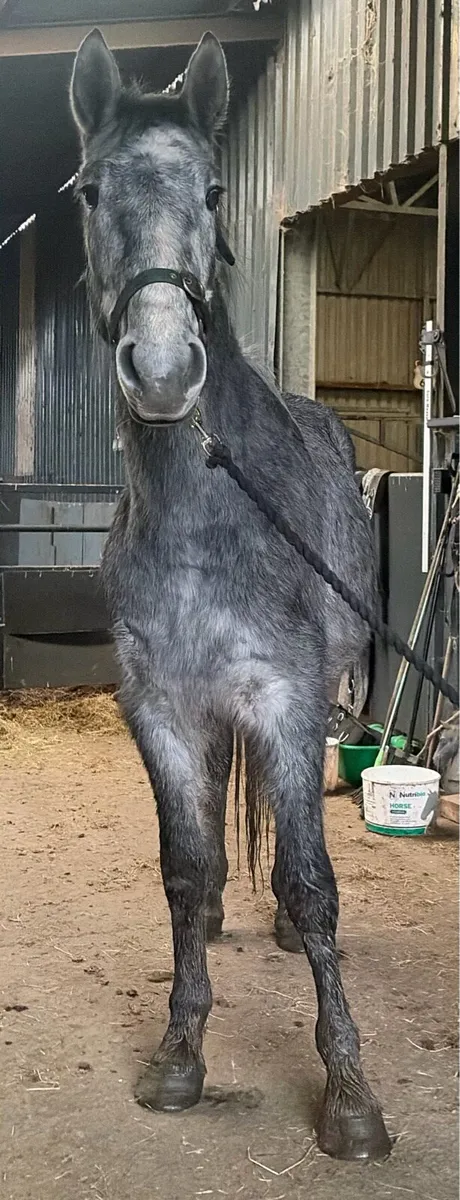 3 years old draught type gelding - Image 1