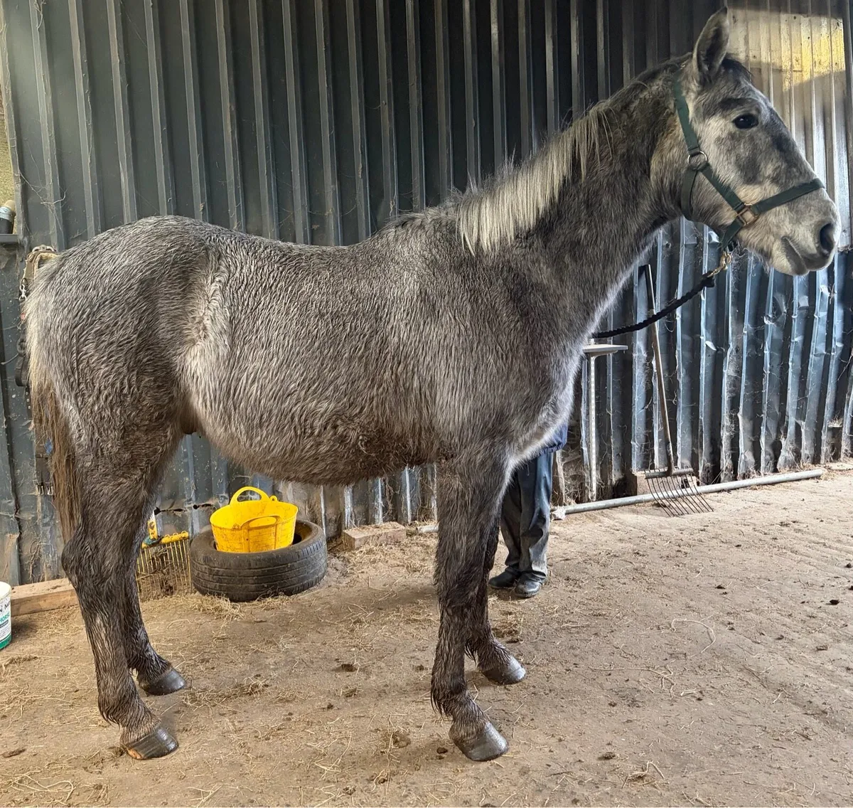 3 years old draught type gelding - Image 2