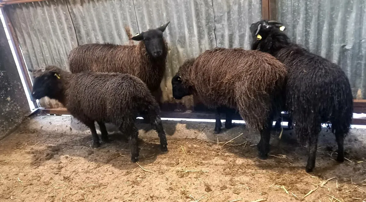 JACOB X  ZWARBLE  EWE  LAMBS