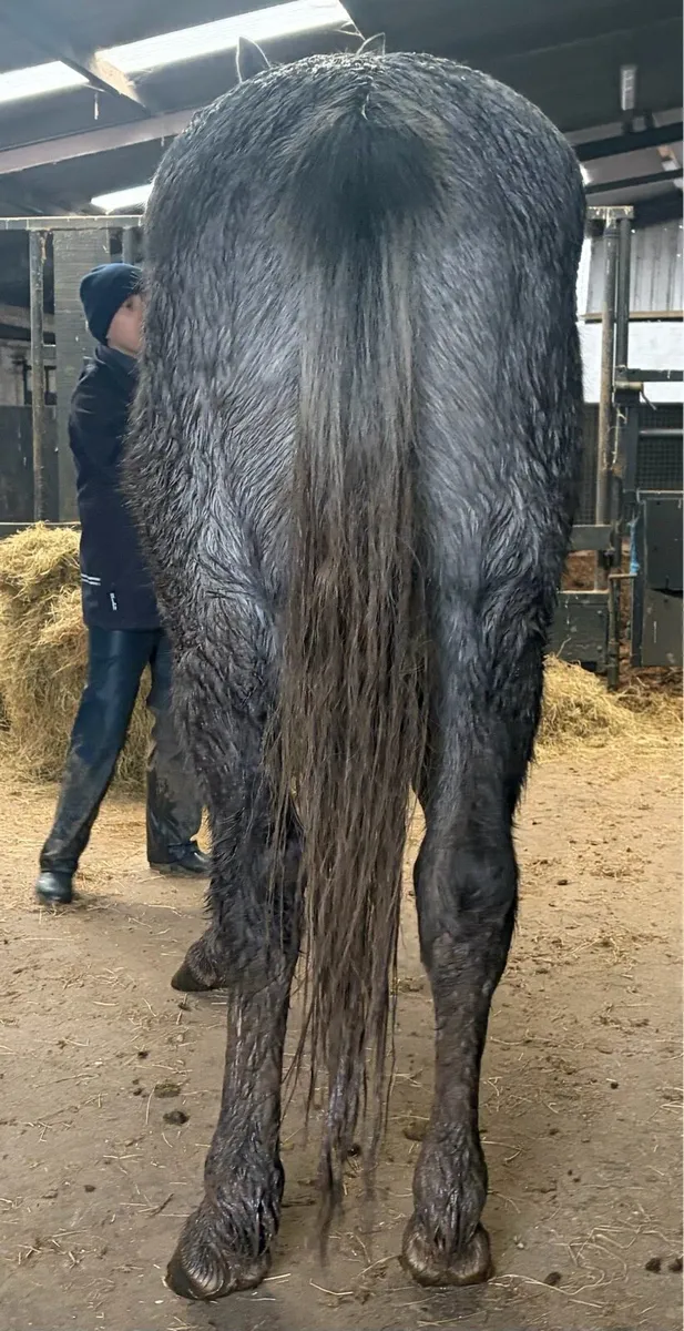 3 years old draught type gelding - Image 4
