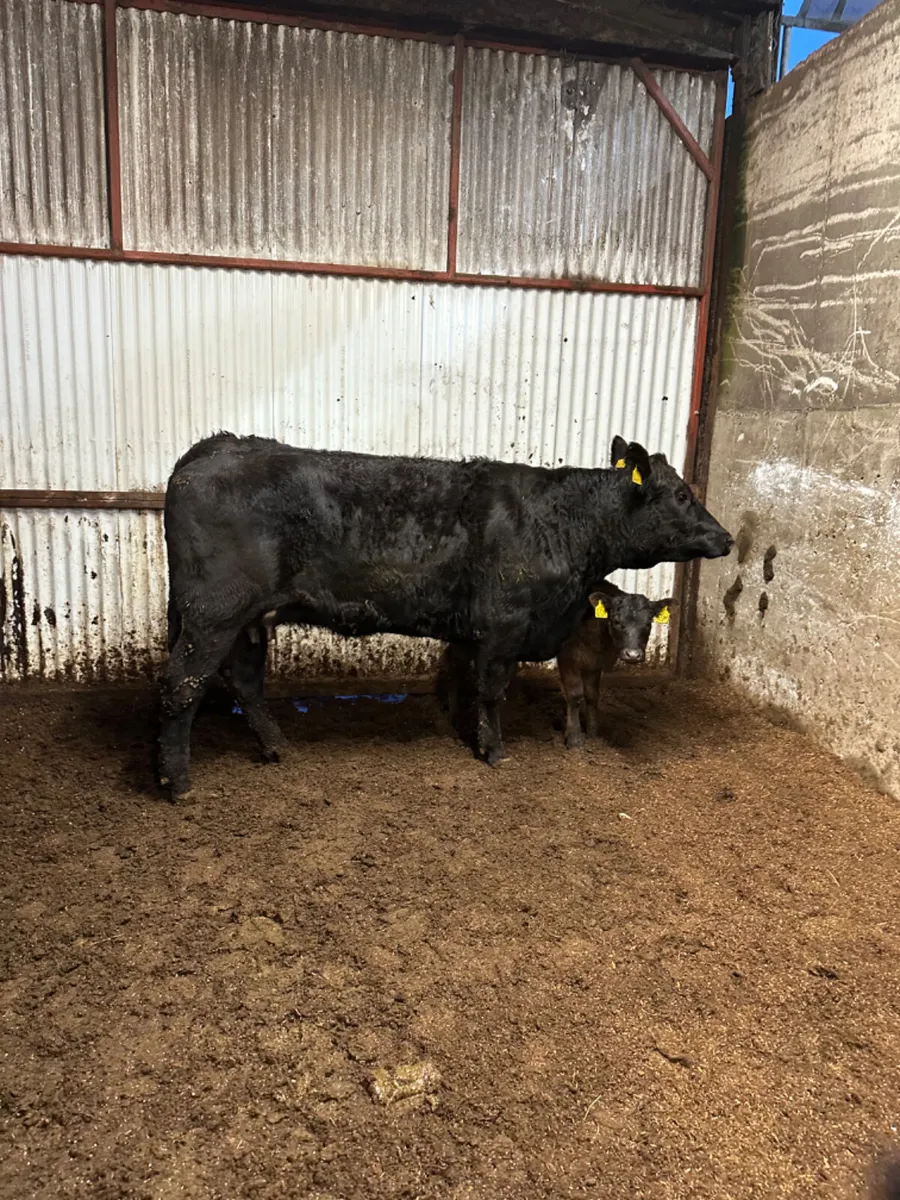 Angus heifer and calve - Image 3
