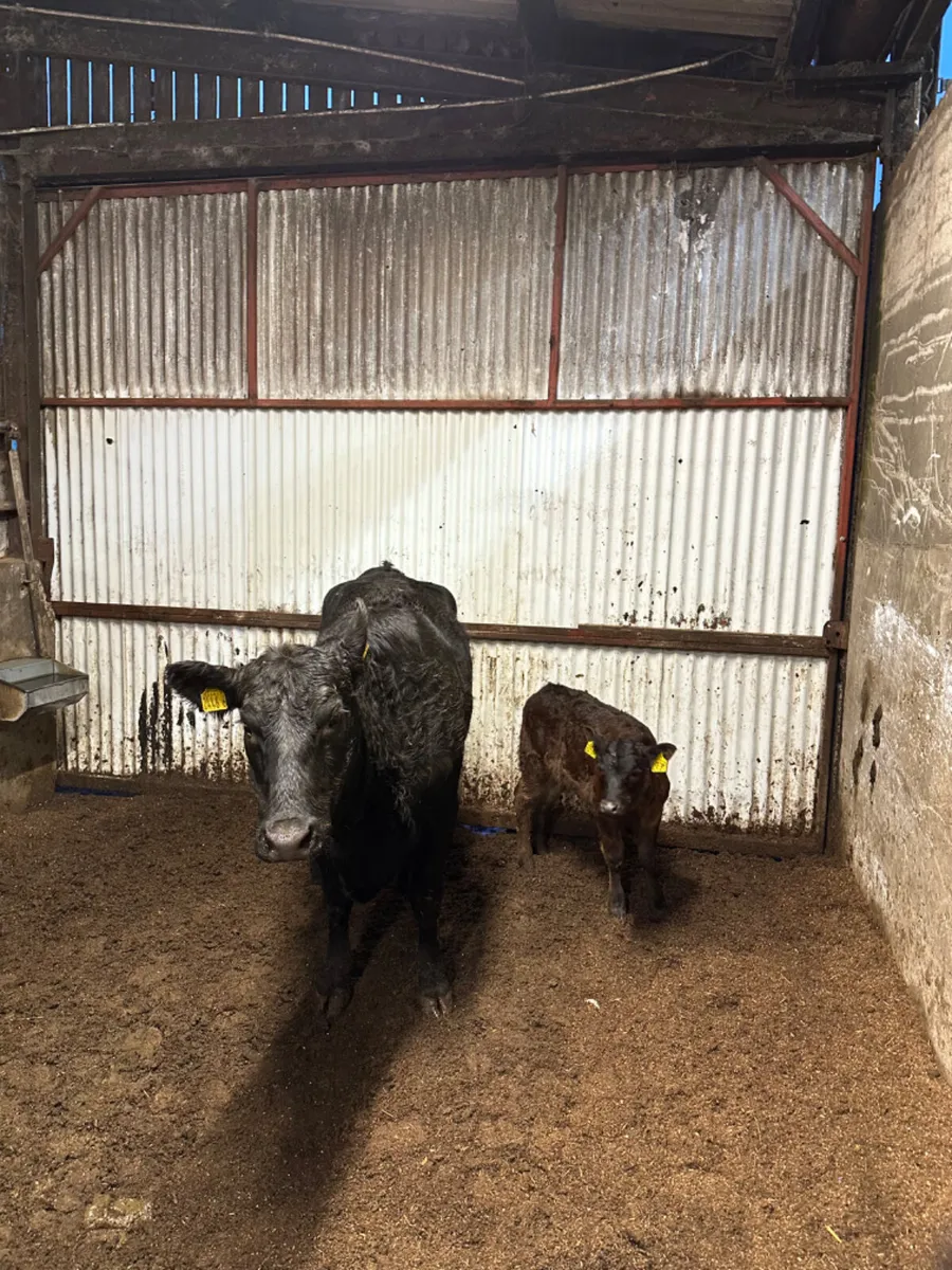Angus heifer and calve - Image 2
