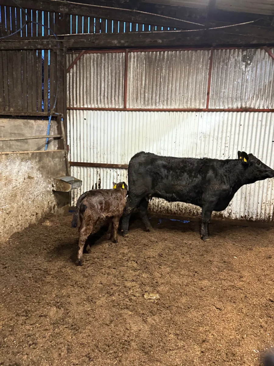 Angus heifer and calve - Image 4